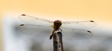 Yusufçuk büyük güzel kanatlı. Böcek Fotoğraf