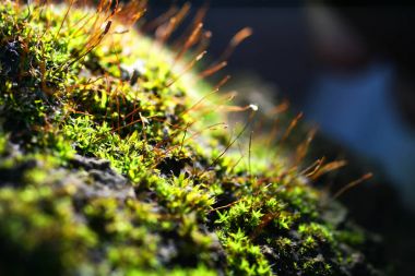 Moss makro. Minyatür bitkiler Sporlar yüzeyi ile
