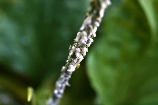 Insectos blancos en la planta —  Fotos de Stock