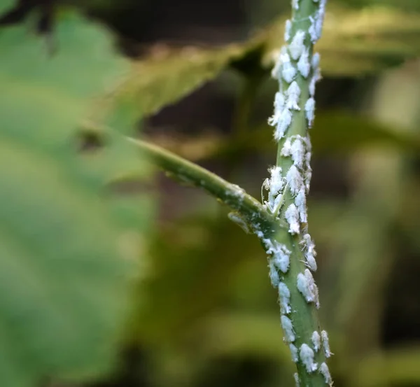 Insetti bianchi sulla pianta — Foto Stock