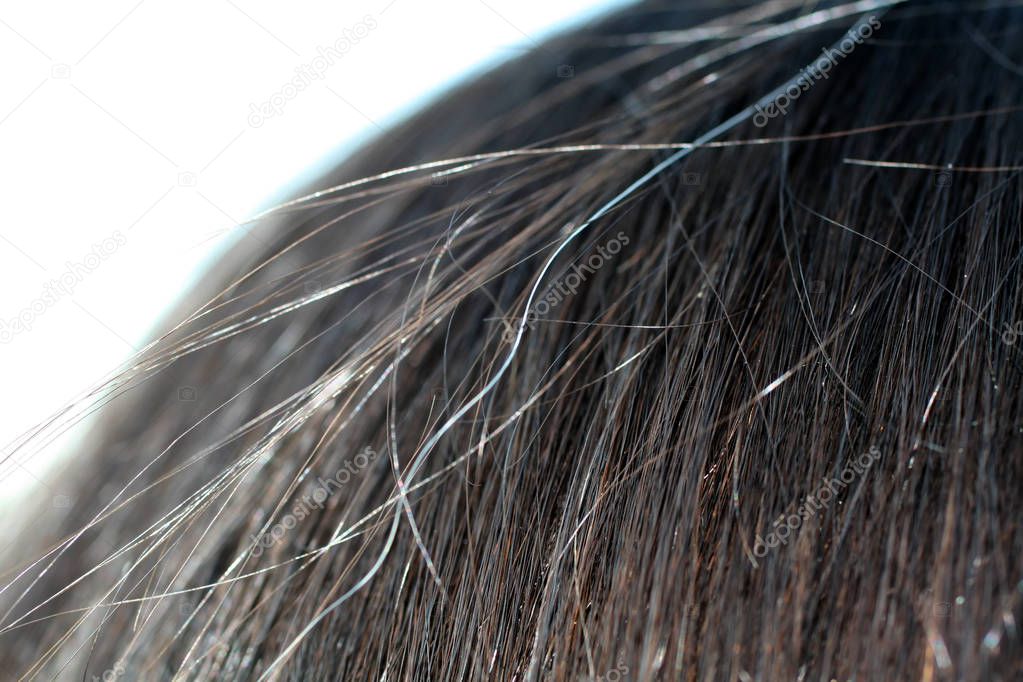 The first gray hair on the hair