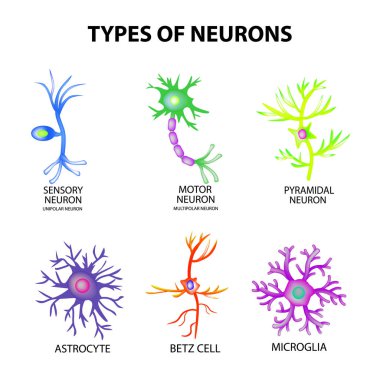 Types of neurons. Structure sensory, motor neuron, astrocyte, pyromidal, Betz cell, microglia. Set. Infographics. Vector illustration on isolated background clipart