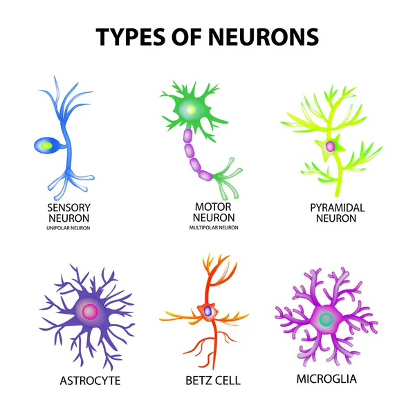 Types de neurones. Structure sensorielle, neurone moteur, astrocyte, pyromide, cellule Betz, microglie. Prêt. Infographie. Illustration vectorielle sur fond isolé — Image vectorielle