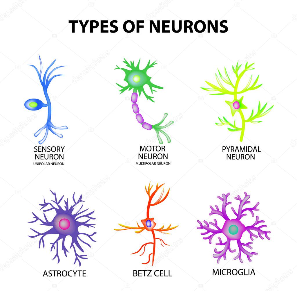Types of neurons. Structure sensory, motor neuron, astrocyte, pyromidal, Betz cell, microglia. Set. Infographics. Vector illustration on isolated background