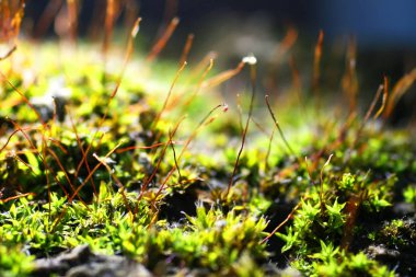 Moss makro. Minyatür bitkiler Sporlar yüzeyi ile