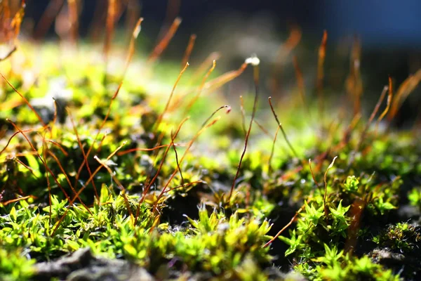 Moss makro. Minyatür bitkiler Sporlar yüzeyi ile