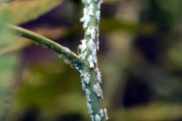 Белые насекомые на растении — стоковое фото
