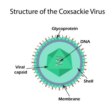 Coxsackie virüs yapısı. Enterovirüslerin. Infographics. Vektör illüstrasyon izole arka plan üzerinde