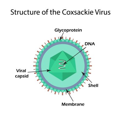 The structure of the Coxsackie virus. Enterovirus. Infographics. Vector illustration on isolated background clipart