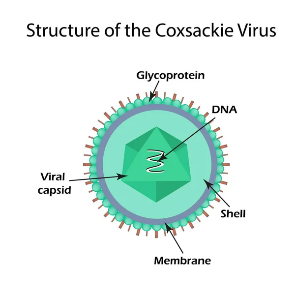 콕 사키 바이러스의 구조입니다. 엔테로바이러스입니다. 인포 그래픽입니다. 격리 된 배경에서 벡터 일러스트 레이 션 — 스톡 벡터