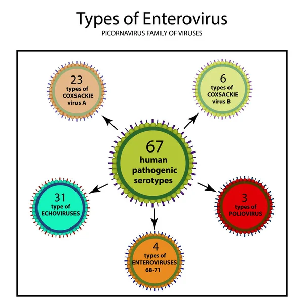 Tipos de enterovirus. Virus Coxsackie A y B, poliomielitis, ecovirus, virus de la familia de los picornavirus, virus de la polio. Infografías. Ilustración vectorial sobre fondo aislado — Vector de stock