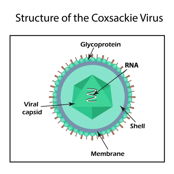 La estructura del virus Coxsackie. Enterovirus. Infografías. Ilustración vectorial sobre fondo aislado — Archivo Imágenes Vectoriales