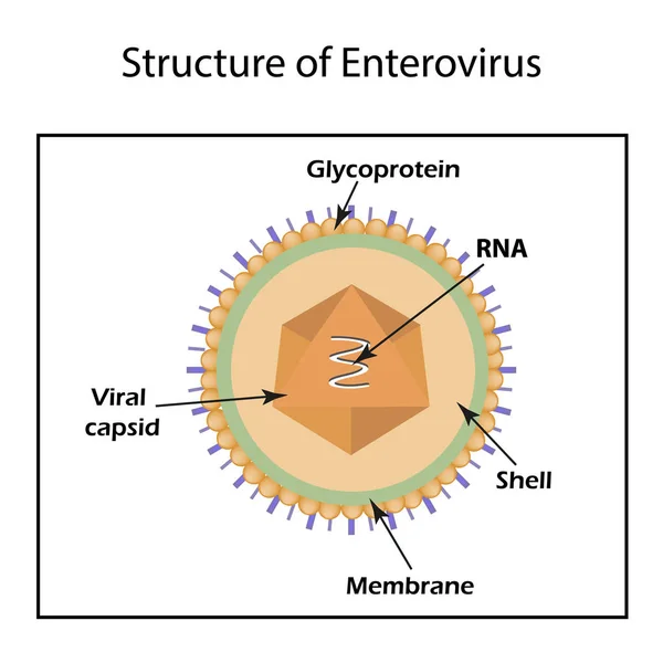 Die Struktur des Enterovirus. Infografiken. Vektor-Illustration auf isoliertem Hintergrund — Stockvektor