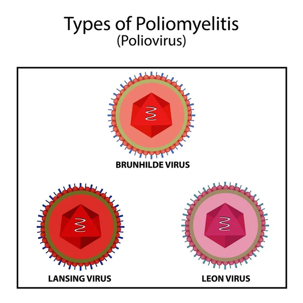 Types of poliovirus. The Brunnhild virus. Virus Lansing. The virus Leon. Infographics. Vector illustration on isolated background — Stock Vector