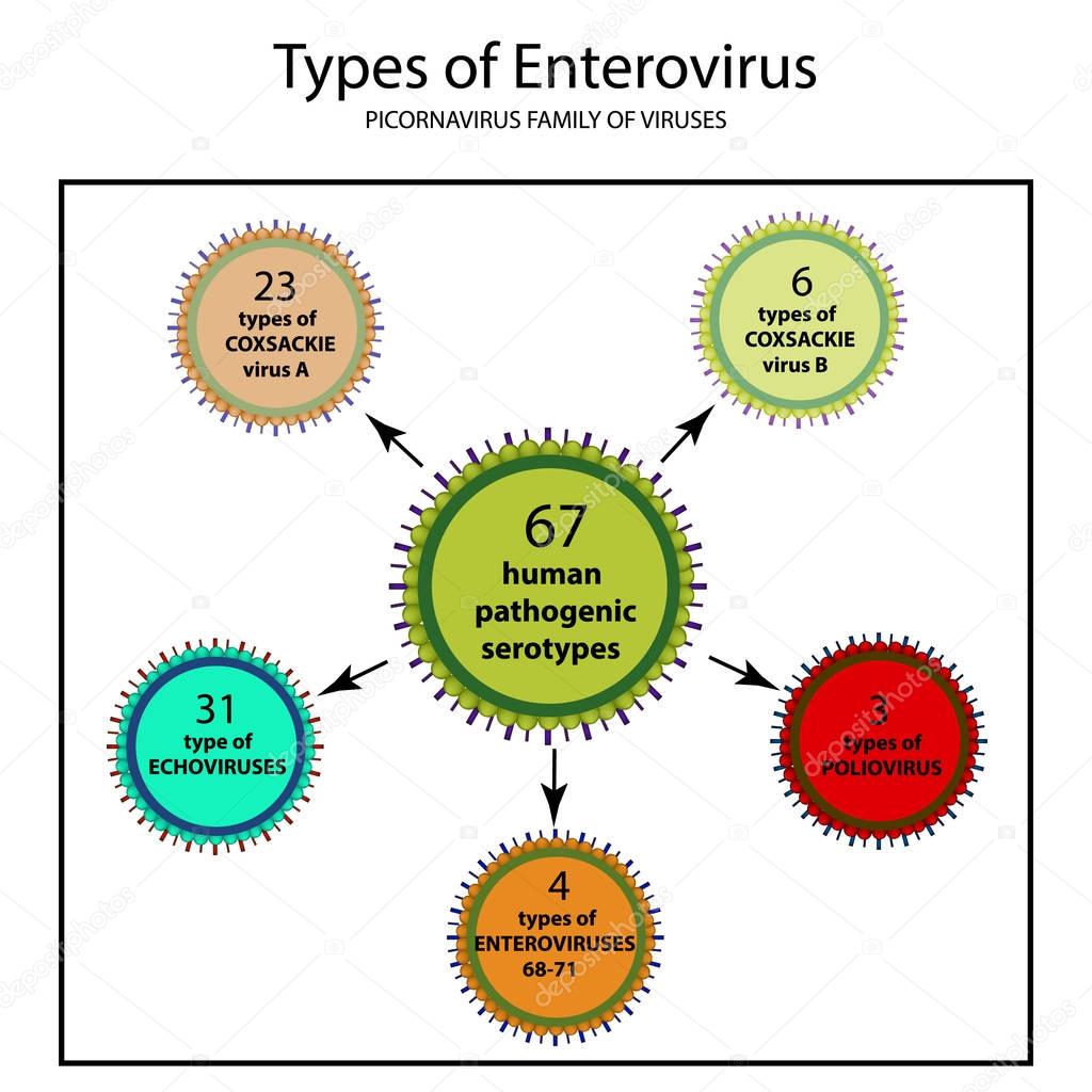 Types of enterovirus. Coxsackie virus A and B, poliomyelitis, echovirus, viruses of the family of picornaviruses, polio virus. Infographics. Vector illustration on isolated background
