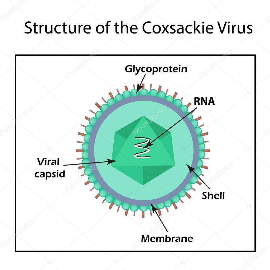 The structure of the Coxsackie virus. Enterovirus. Infographics. Vector illustration on isolated background