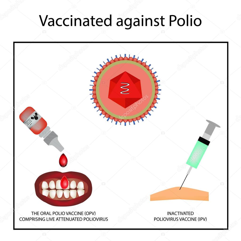 Vaccinations against poliomyelitis. World Polio Day. Inactivated poliomyelitis vaccine. The oral polio vaccine OPV. Injection with a syringe. Drops. Infographics. Vector illustration