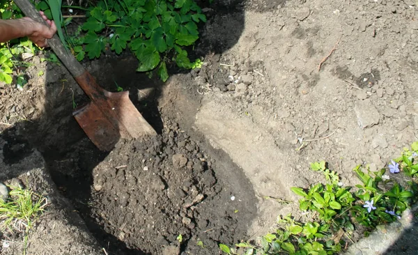 Com uma pá cava um poço grande para plantar uma árvore — Fotografia de Stock