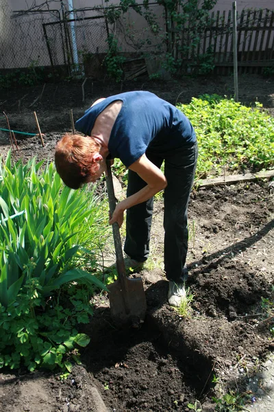 Bir kürek ile bir kadın bir ağaç dikimi için büyük bir çukur kazıyor