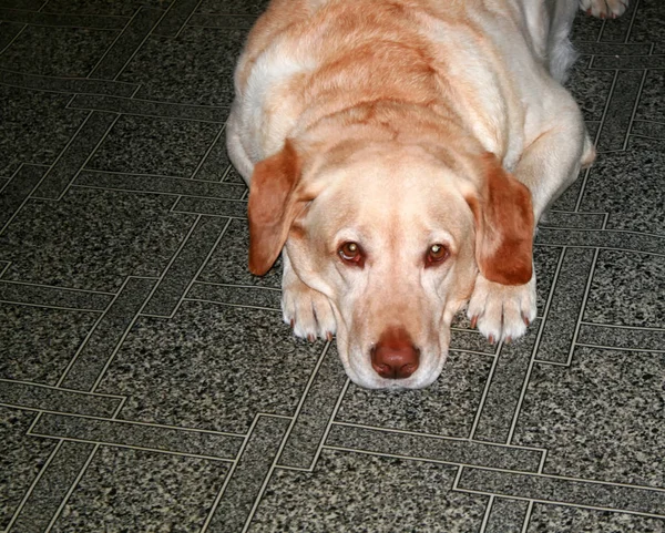 Il cane alleva un labrador. Sdraiato sul pavimento — Foto Stock