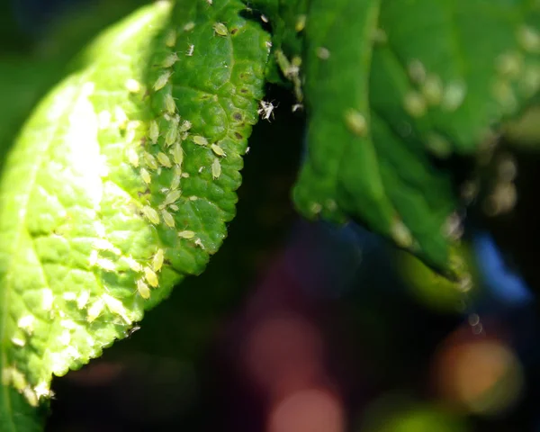 Hojas de cereza afectadas por pulgones. Plagas de insectos en la planta —  Fotos de Stock