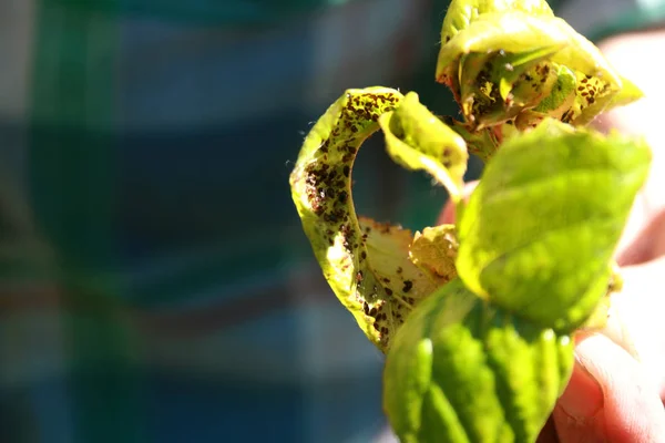 Cherry listy které mšice. Hmyzí škůdci na rostlině — Stock fotografie