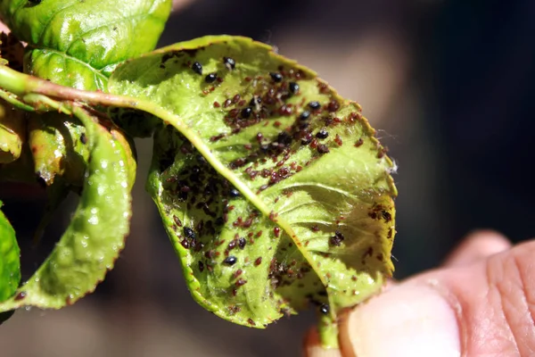 Kiraz yaprak bitleri tarafından etkilenen bırakır. Bitki üzerinde böcek zararlıları