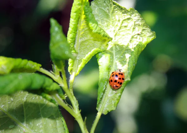 Cherry leaves affected by aphids. Insect pests on the plant. Ladybug eating aphid — Stock Photo, Image