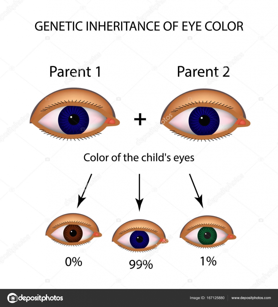 Inheritance Pattern Of Brown Eyes | inheritance pattern of brown eyes recessive gene eye color Inheritance Pattern Of Brown Eyes | inheritance pattern of brown eyes recessive gene eye color