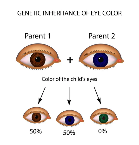 Herança genética da cor dos olhos. Olhos castanhos, azuis, verdes. Infográficos. Ilustração vetorial sobre fundo isolado —  Vetores de Stock