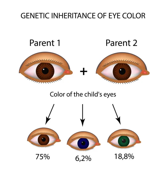 Herança genética da cor dos olhos. Olhos castanhos, azuis, verdes. Infográficos. Ilustração vetorial sobre fundo isolado —  Vetores de Stock