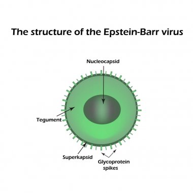 The structure of the Epstein-Barr virus. Infographics. Vector illustration clipart