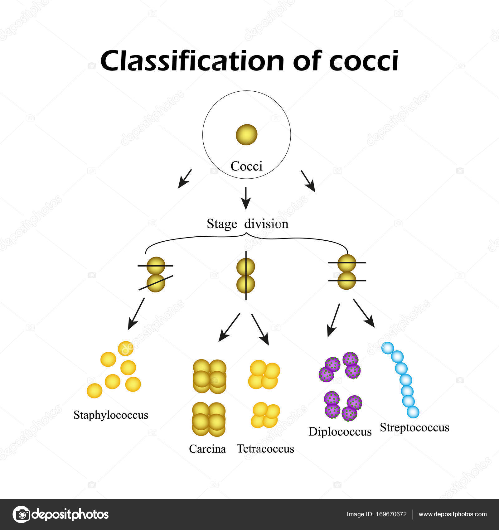 Classification of cocci bacteria. Infographics. Vector illustration Stock  Vector by ©mikrostoker 169670672