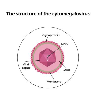 Sitomegalovirüs yapısı. Infographics. Vektör çizim