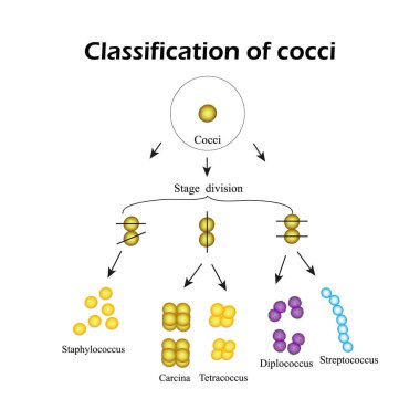 Classification of cocci bacteria. Infographics. Vector illustration clipart