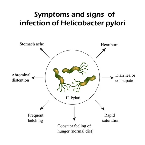 Helicobacter pylori. Enfeksiyon belirtileri. Infographics. Vektör çizim — Stok Vektör