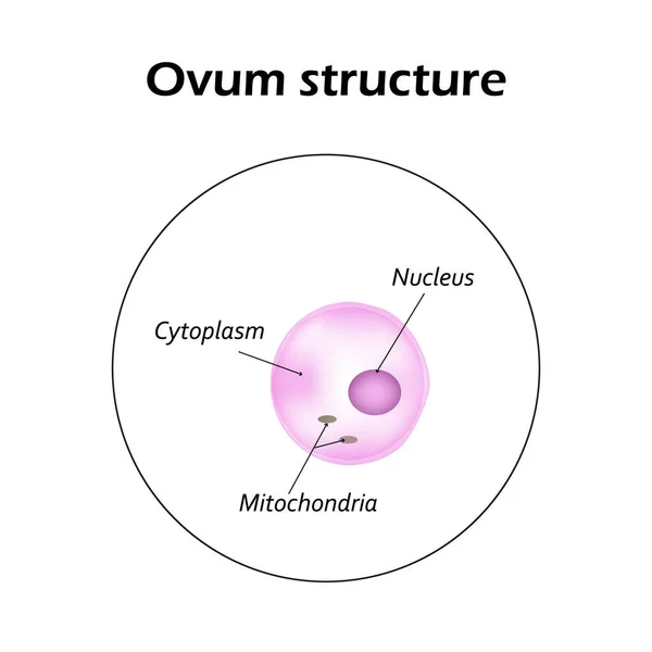 La estructura del óvulo. Infografías. Ilustración vectorial — Vector de stock
