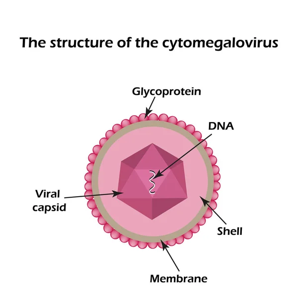 La estructura del citomegalovirus. Infografías. Ilustración vectorial — Archivo Imágenes Vectoriales