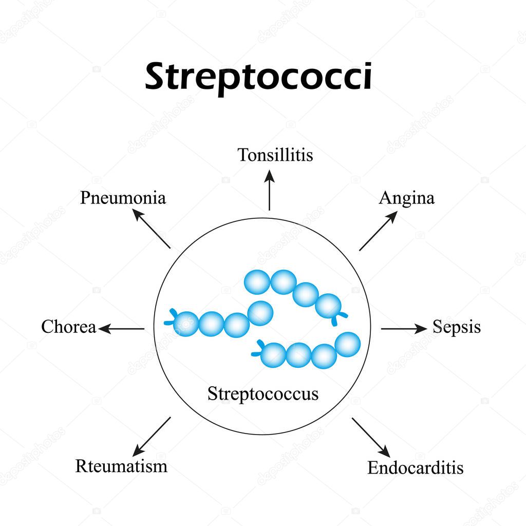 Streptococci. Streptococcal diseases. Infographics. Vector illustration