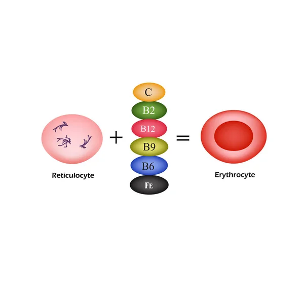 Las vitaminas son esenciales para el desarrollo de glóbulos rojos. Un eritrocito. Ilustración vectorial — Archivo Imágenes Vectoriales
