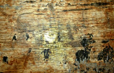 Yaşlı kurulların arka plan. Çizik ahşap tahta