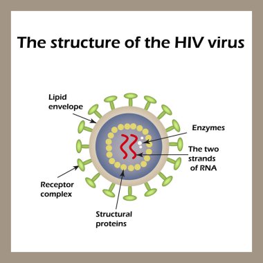 AIDS virüsü yapısı. HIV. Vektör çizim