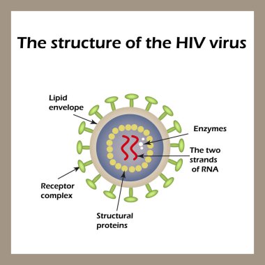 The structure of the AIDS virus. HIV. Vector illustration clipart