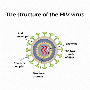 The structure of the AIDS virus. HIV. Vector illustration clipart
