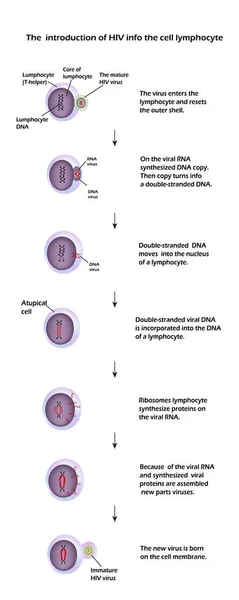 A életciklusa a Hiv. Infographics. Az Aids világnapja. Vektoros illusztráció — Stock Vector