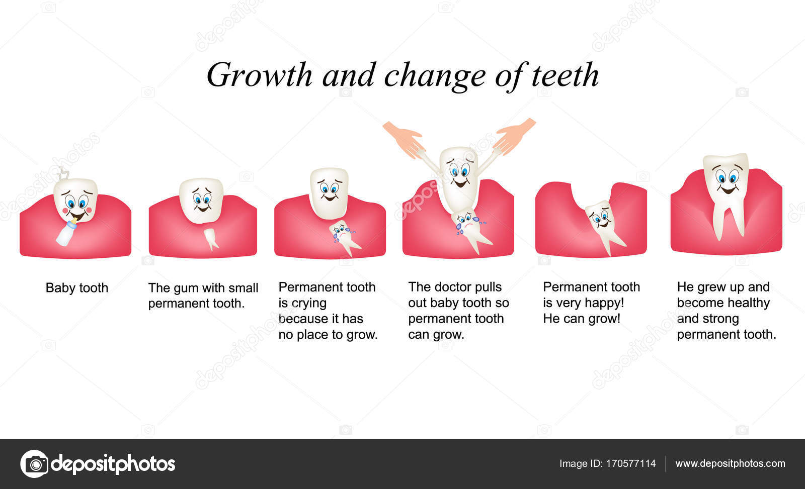 Growth and shift teeth in humans. Stages of development of teeth