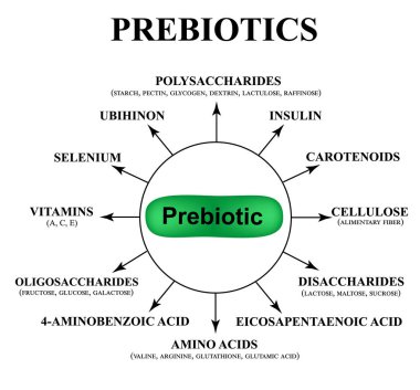 Maddeler Prebiyotik. Gıda lactobacilli ve bifidobacteria. Infographics. Vektör illüstrasyon izole arka plan üzerinde