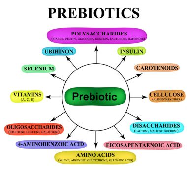 Maddeler Prebiyotik. Gıda lactobacilli ve bifidobacteria. Infographics. Vektör illüstrasyon izole arka plan üzerinde