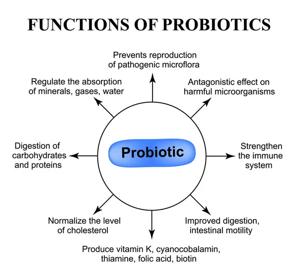 A probiotikumok funkciók. Infographics. Elszigetelt háttér vektor illusztráció — Stock Vector