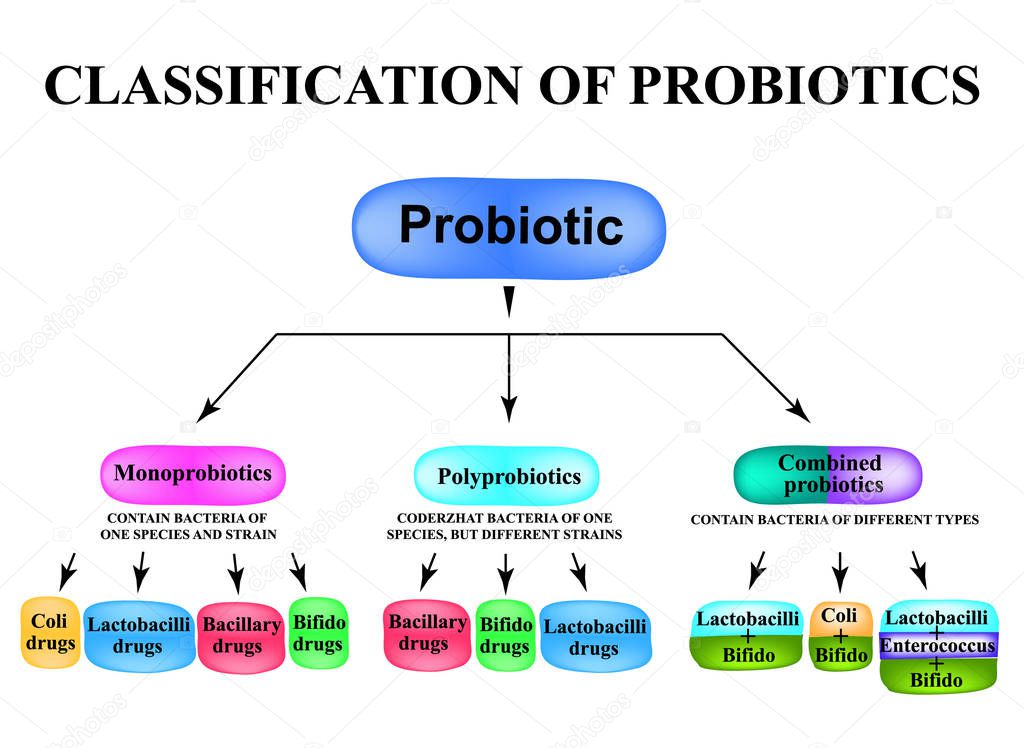 Classification of probiotics. Infographics. Vector illustration on isolated background.
